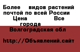 Более200 видов растений почтой по всей России › Цена ­ 100-500 - Все города  »    . Волгоградская обл.